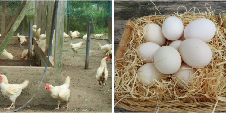 想いが伝わるパッケージへ変身！一人二役の紙スリーブをご提案